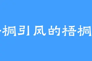 梧桐引凤的梧桐树