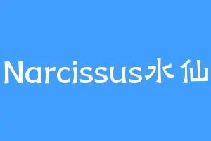 Narcissus水仙